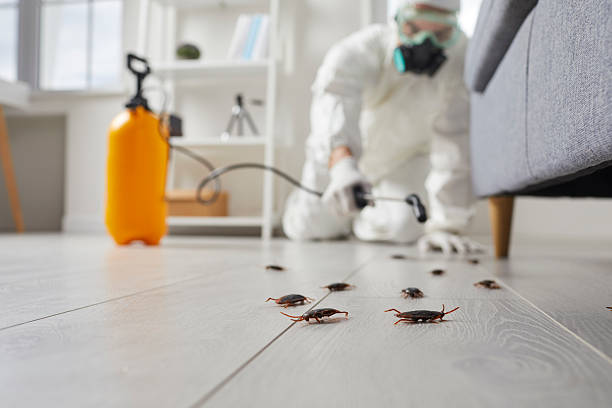 Commercial Kitchen Cockroach Control in Alondra Park